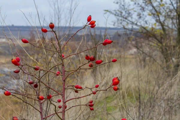 Herbst in der Tavri-Steppe — Stockfoto