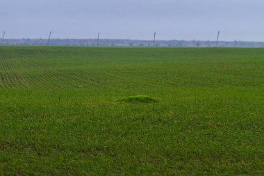 Kış buğday büyüme