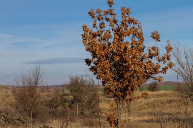 Genç bir meşe ağacı
