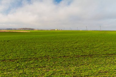 Kış buğday büyüme