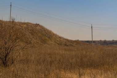 Karaca ya da yaban keçisi (Latince Capreolus) Avrasya bölgesi Zaporozhye bölgesinde yaşayan geyik cinsidir. Ukrayna. Ocak 2018