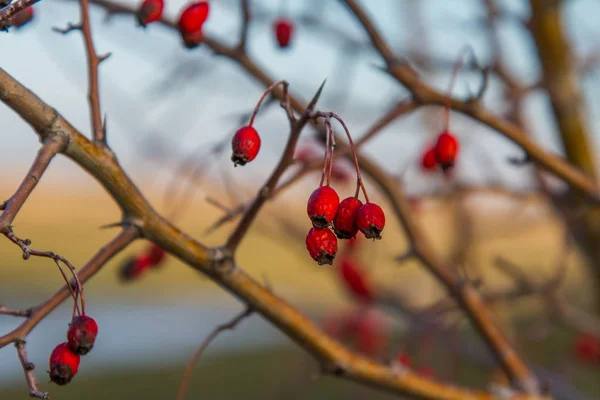 Rosa Canina Lat Rosa Genere Piante Della Famiglia Delle Rosaceae — Foto Stock