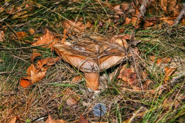 Russet (lat. Russula, Latin russulus - kırmızımsı gelen)