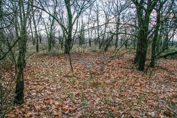 Laubwälder windgeschützt — Stockfoto