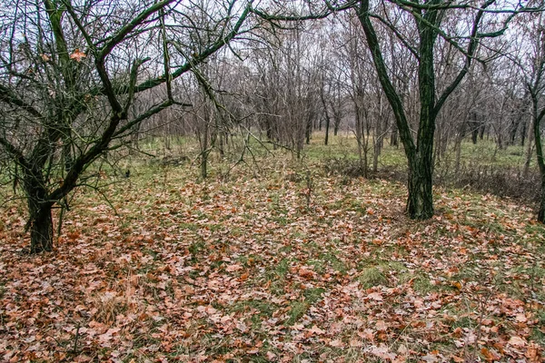 Yaprak Döken Orman Rüzgar Korunaklı Taurian Bozkır Içinde Duruyor Zaporozhye — Stok fotoğraf