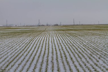 Karla kaplı Tavri bozkır kışın