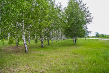 Huş grove Basan girişinde