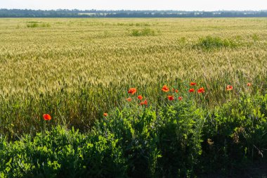 Yaz aylarında çiçek açan bozkır Tavriysky