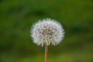 Karahindiba (Latince karahindiba)