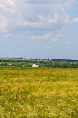 Yaz aylarında çiçek açan bozkır Tavriysky