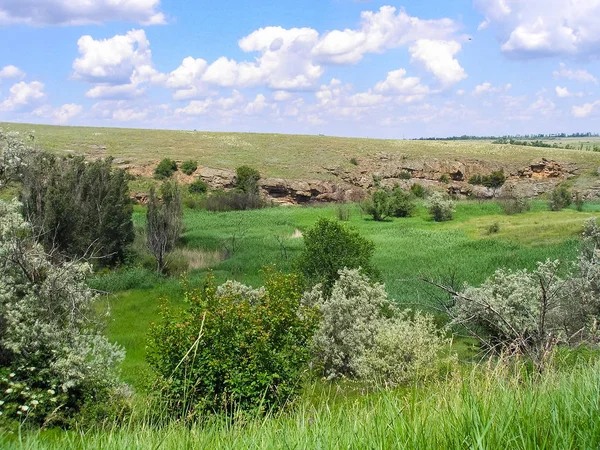 Tavriysky blühende Steppe im Sommer — Stockfoto