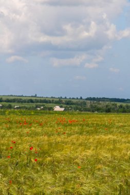 Yaz aylarında çiçek açan bozkır Tavriysky