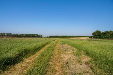 Yaz aylarında çiçek açan bozkır Tavriysky