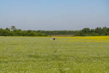 Yaz aylarında çiçek açan bozkır Tavriysky