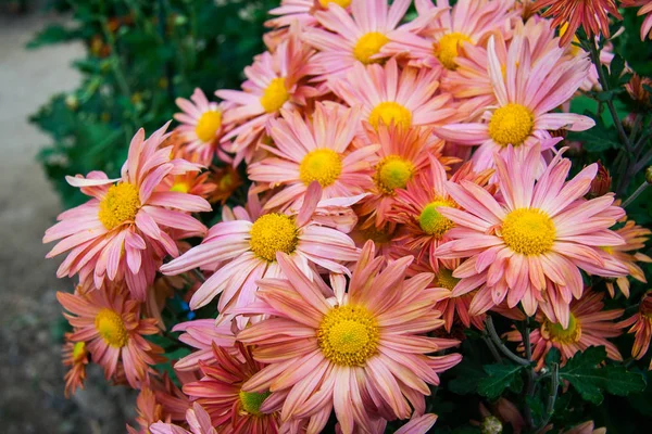 尼基茨基植物园里的鲜花 — 图库照片