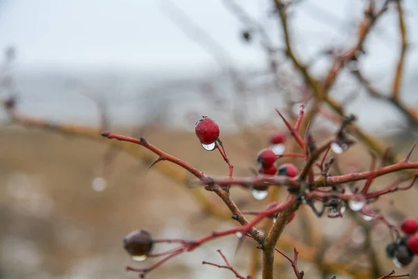 Früchte der Wildrose — Stockfoto