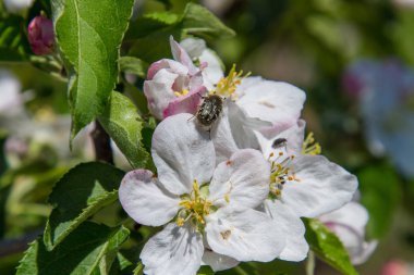bahçede sabah bir elma ağacı