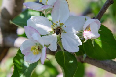 bahçede sabah bir elma ağacı