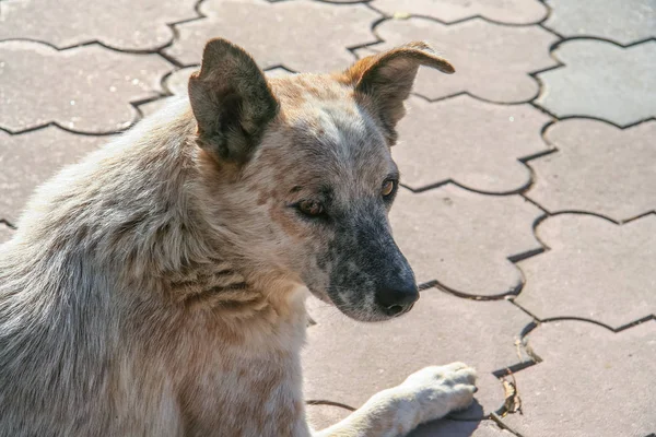Rıhtımlar üzerinde üzgün a anavatan köpek — Stok fotoğraf