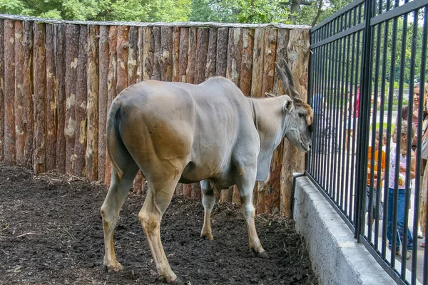 Antilope selvatica nello zoo — Foto Stock