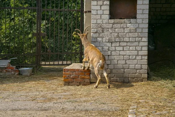 Wilde Antilope im Zoo — Stockfoto