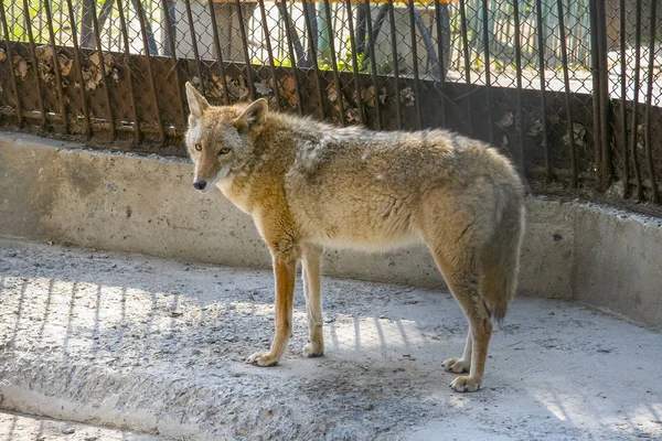 An angry gray wolf walks through the zoo