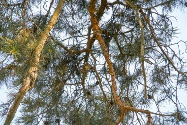 Çam ormanında sıcak bir yaz öğleden sonra