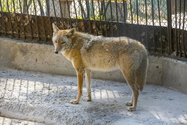 Um lobo cinzento raivoso caminha pelo jardim zoológico — Fotografia de Stock