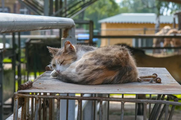 Hayvanat bahçesinde beleş yasadışı kedi — Stok fotoğraf