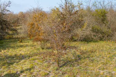 Shovkun (verimsiz dut ağacı)