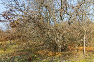 Shovkun (verimsiz dut ağacı)