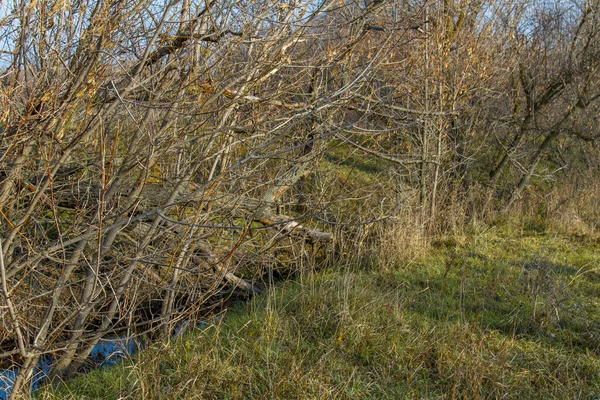 Árvore solitária entre arável e estepe — Fotografia de Stock