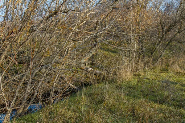 Lonely tree on between arable and steppe — Stock Photo, Image