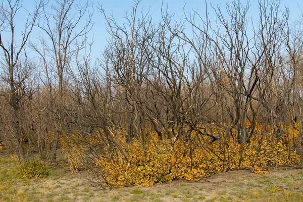 Shovkun (barren mulberry tree)