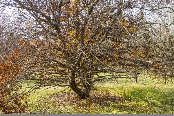 Shovkun (mûrier stérile ) — Photo