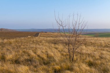 Lonely tree on between arable and steppe