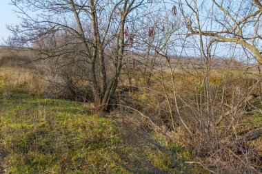 Lonely tree on between arable and steppe