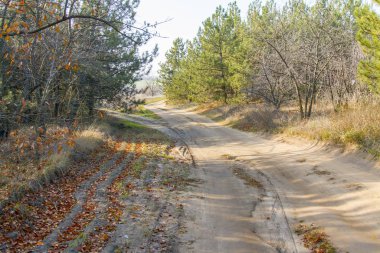  Ormandaki toprak yol