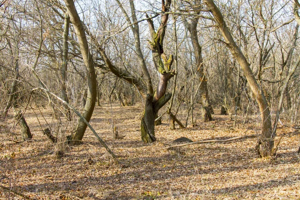 Skovkun (kargt mullbärsträd)) — Stockfoto