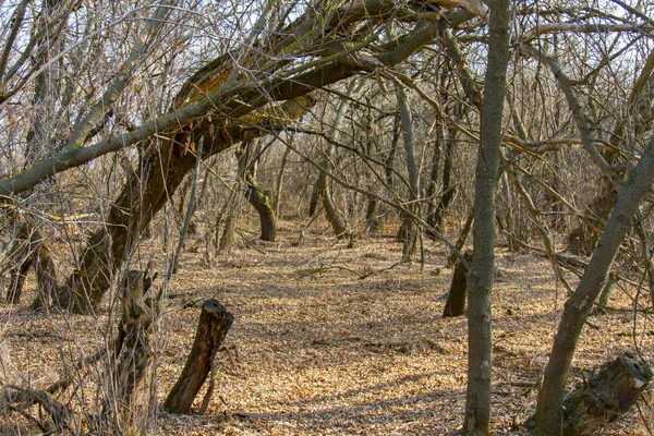 Skovkun (kargt mullbärsträd)) — Stockfoto