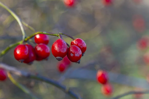 Rose hips in the autumn forest — Stock Photo, Image