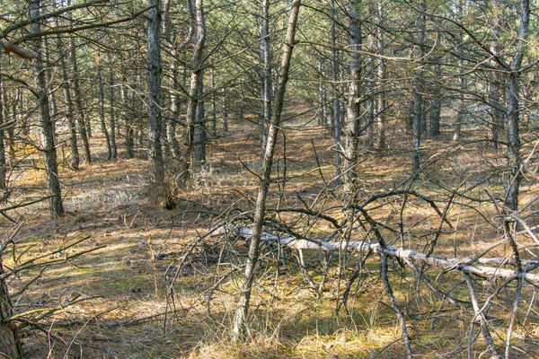 Bosque de pino de otoño — Foto de Stock