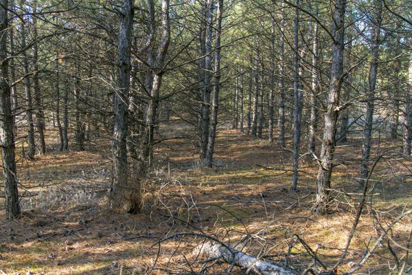 Bosque de pino de otoño — Foto de Stock