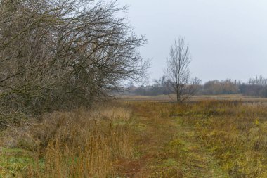 Sonbahar ormanında eski toprak yol