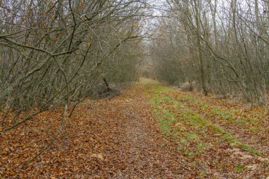 Sonbahar ormanında eski toprak yol