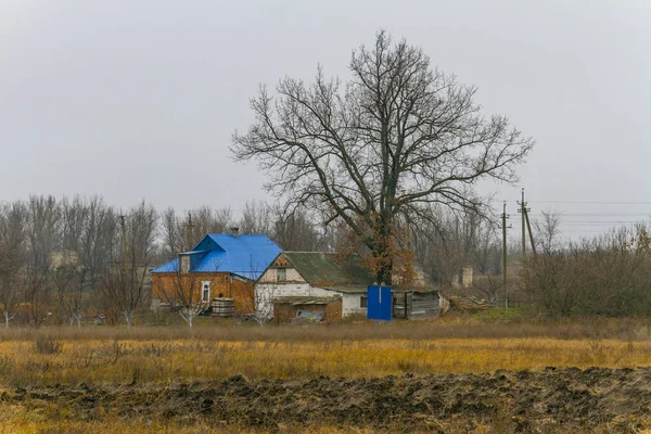 Древний дуб к столетию рядом с сельским домом — стоковое фото