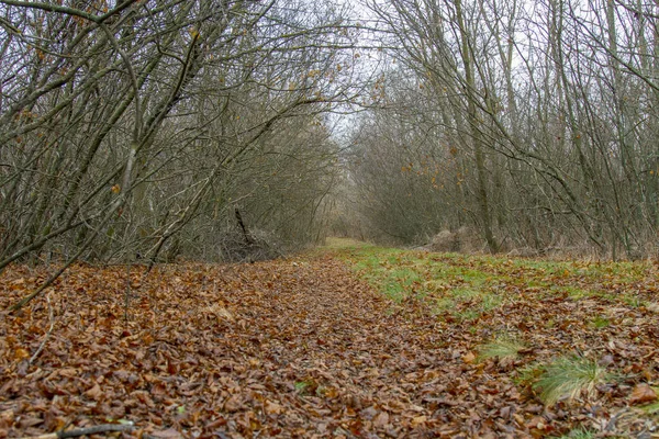 Viejo camino de tierra en el bosque de otoño —  Fotos de Stock