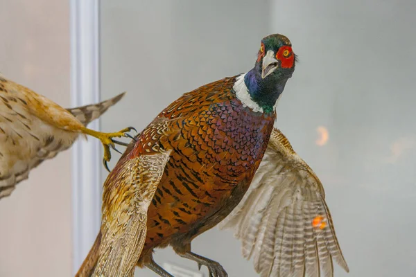 Den Bustard Lat Otis Tarda Stor Fågel Familjen Bustard Taxidermy — Stockfoto