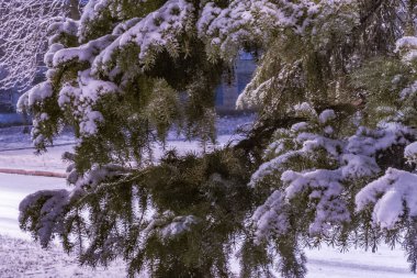 Karlı bir şehirde kışın ladin.