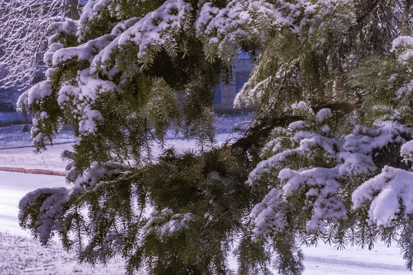 Karlı bir şehirde kışın ladin.